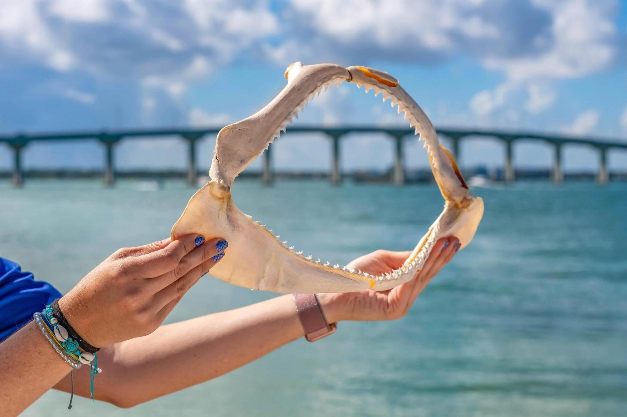 Dolphin Sands Clearwater Beach, Ascend Collection